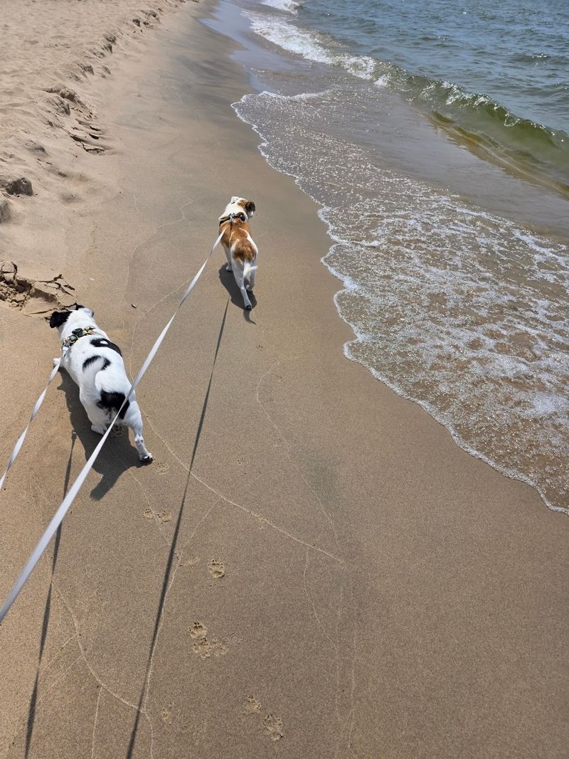 Saugatuck Dunes North Trail