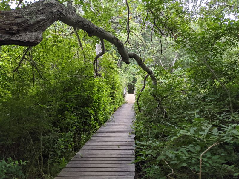 Wellfleet Bay Wildlife Sanctuary, Wellfleet, Barnstable County