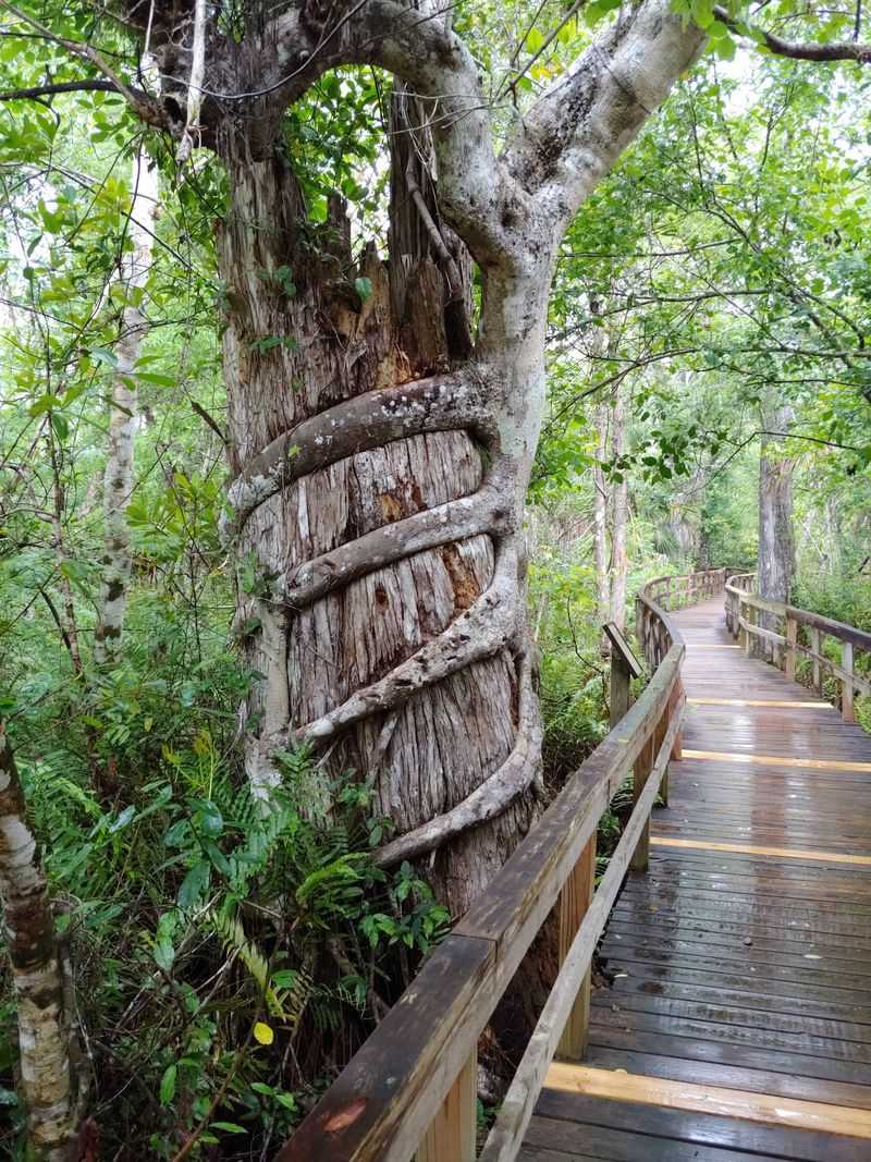 Fakahatchee Strand Preserve State Park - Copeland