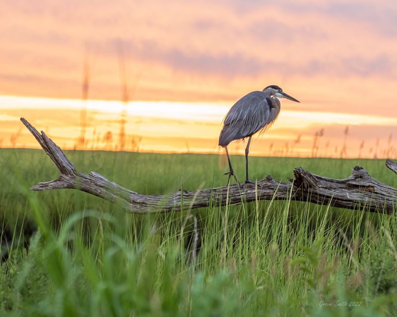 Bombay Hook National Wildlife Refuge, Smyrna, Kent County