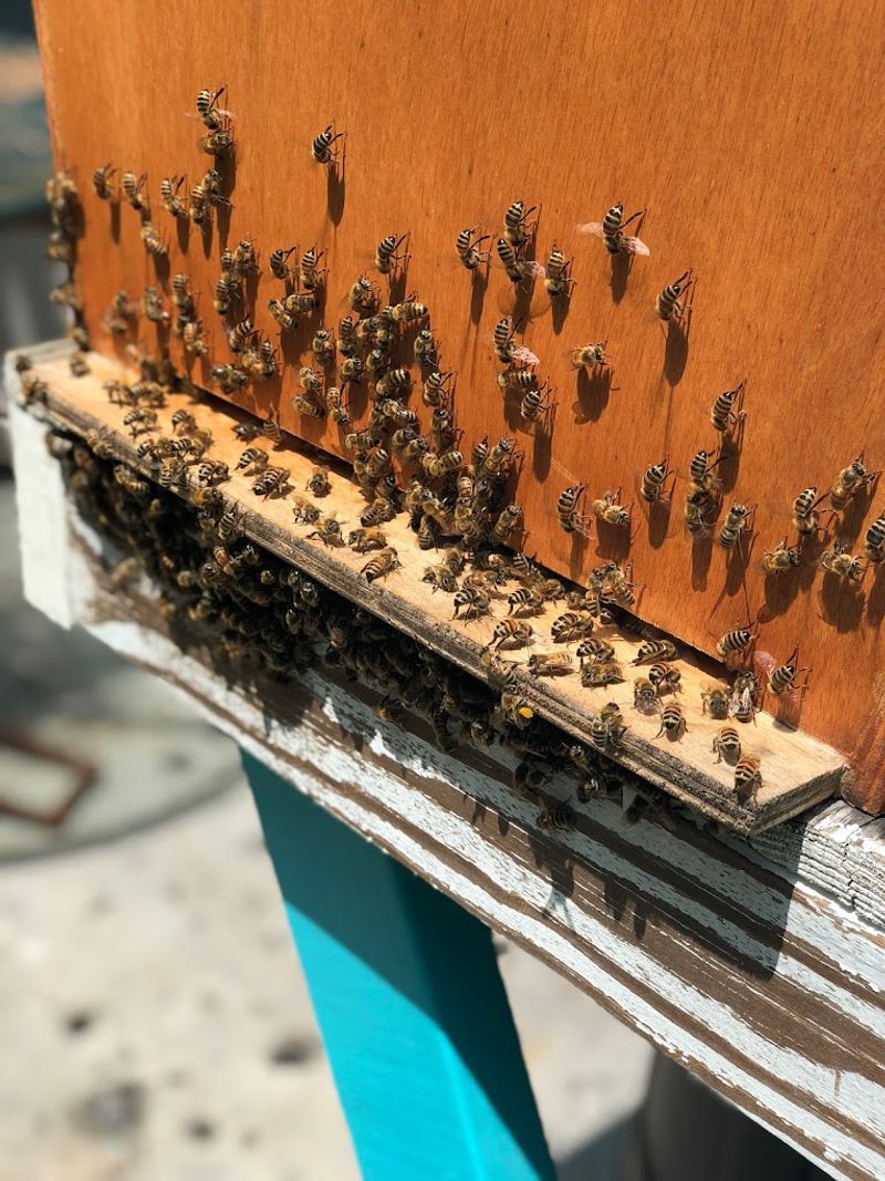 Savannah Bee Company Honey Factory (Savannah)