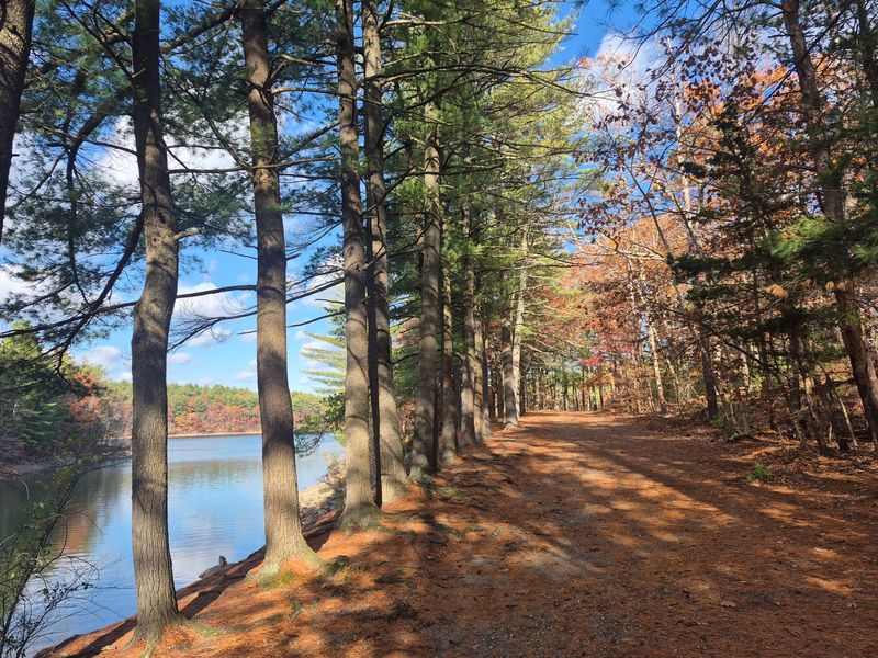 Forest Trails With A Wild Feel - Middlesex Fells Reservation in Stoneham, Middlesex County
