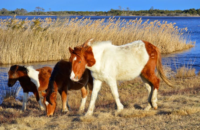 Wildlife Loop and Lighthouse Trail, Chincoteague National Wildlife Refuge, Chincoteague, Accomack County