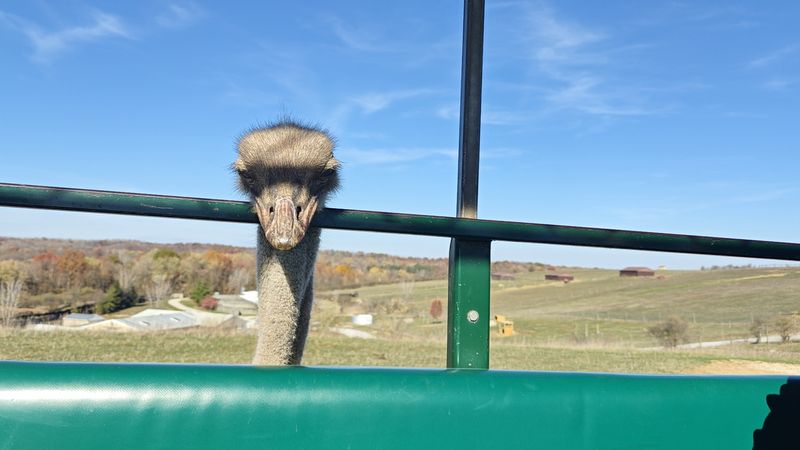 Wildlife Encounters That Feel Startlingly Close