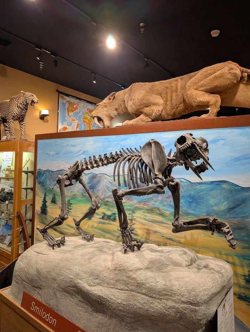 Fossils That Add A Museum Surprise