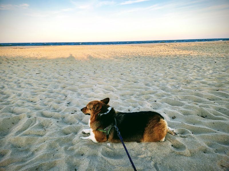 Delaware Seashore State Park - Rehoboth Beach