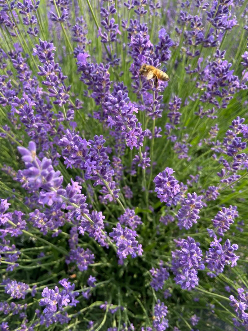 Country Lavender, Plymouth, Sheboygan County