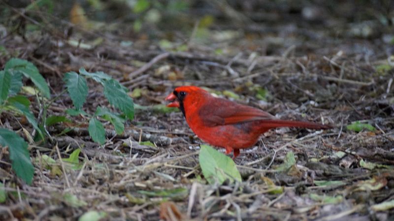 Quintana Neotropical Bird Sanctuary