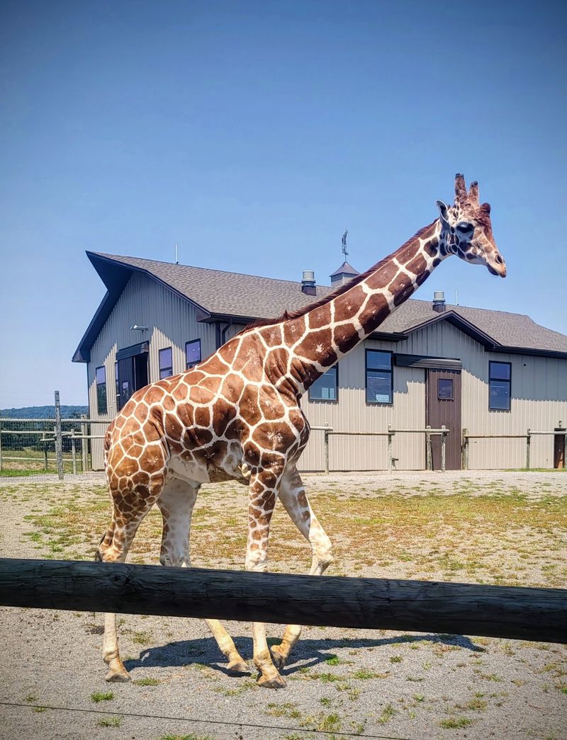 Giraffe Feeding Moments Kids Talk About Later