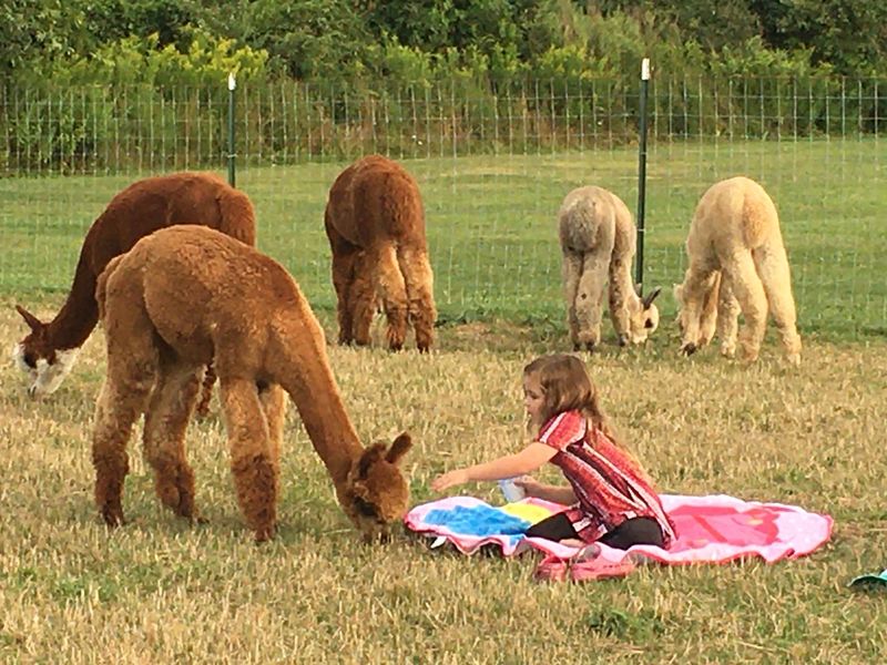 Ladue Alpacas