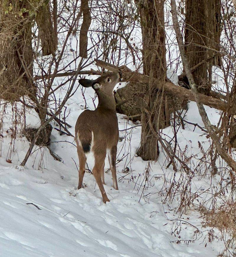 Long Miles, Quiet Meadows at Deer Pond Farm