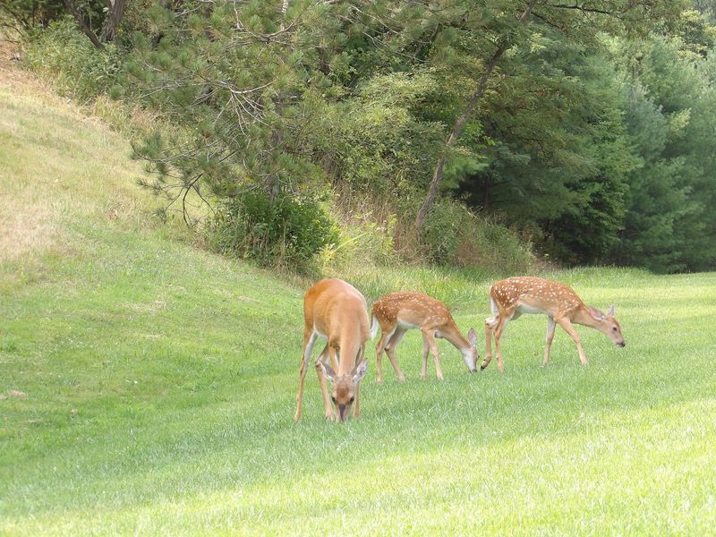 Wildlife Watching Beyond the Legend