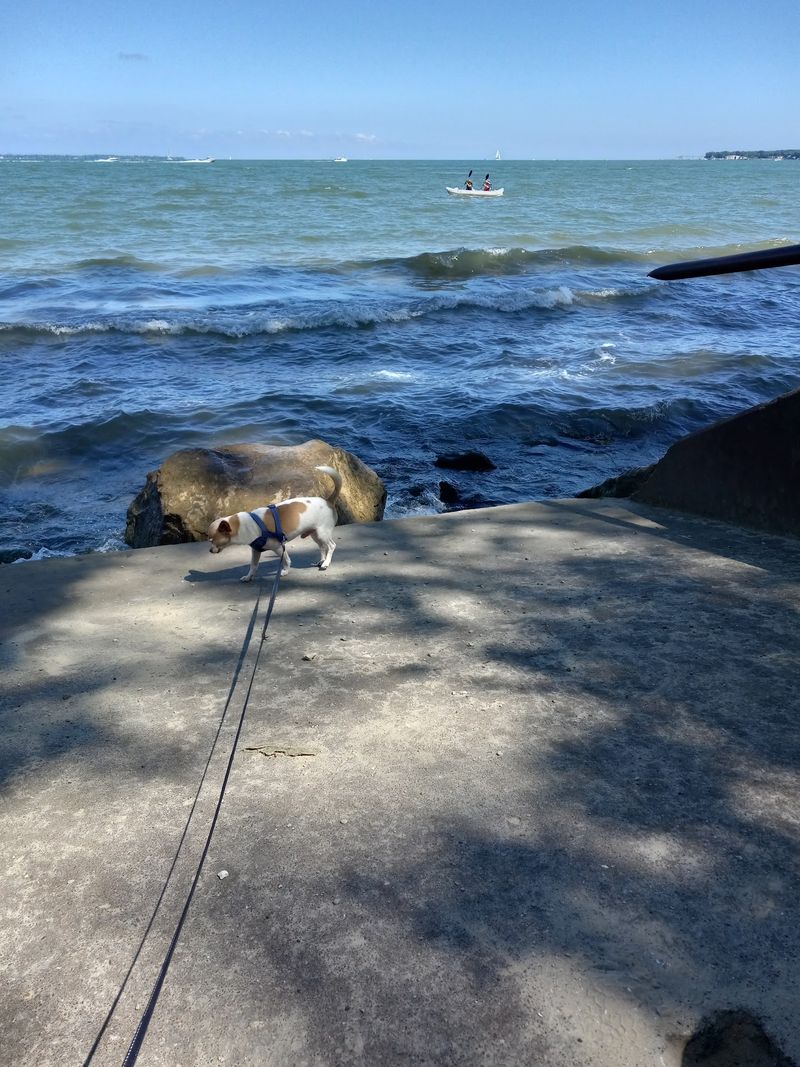 Where Dogs Can Splash Too