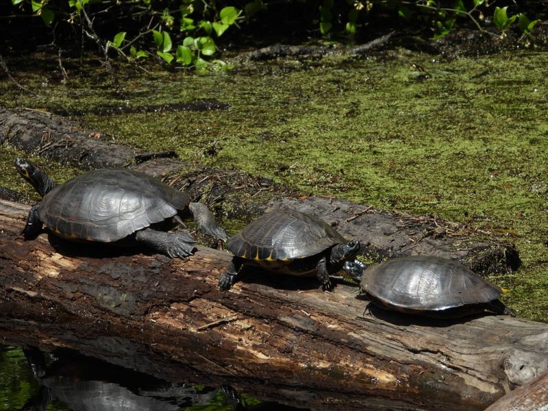 Wildlife You Might Spot Along the Way