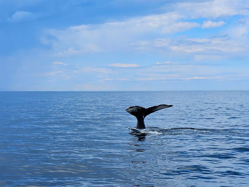 Watching Giants Breach Just Miles From Shore