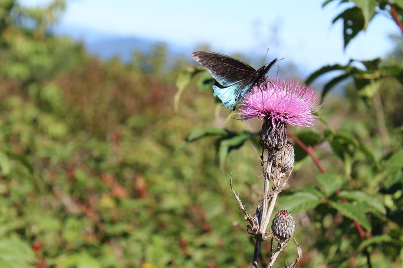 Wildlife Watching Without The Dense Forest