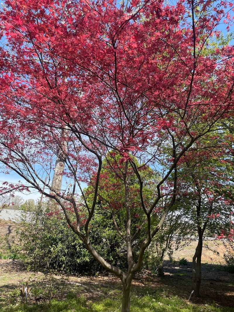 Rare Trees and Nationally Accredited Collections
