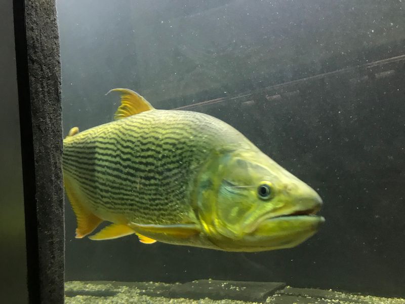 Discover Freshwater Fish From the Great Lakes and Beyond