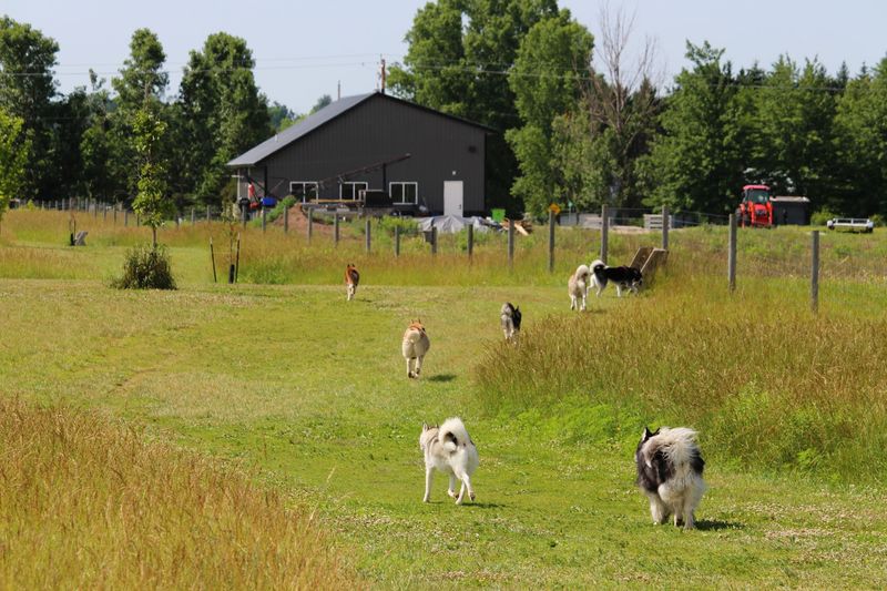 Tails & Trails Off-Leash Dog Park - Waupaca