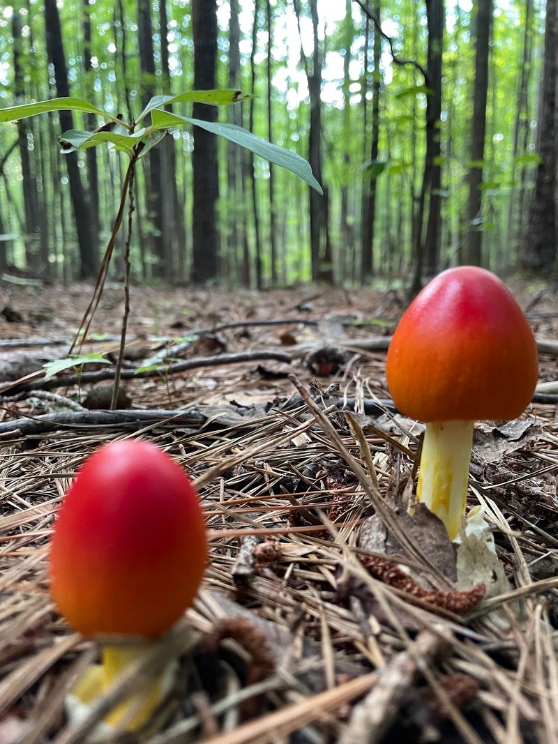 Forest Trails With Room to Roam - William B. Umstead State Park in Raleigh, Wake County