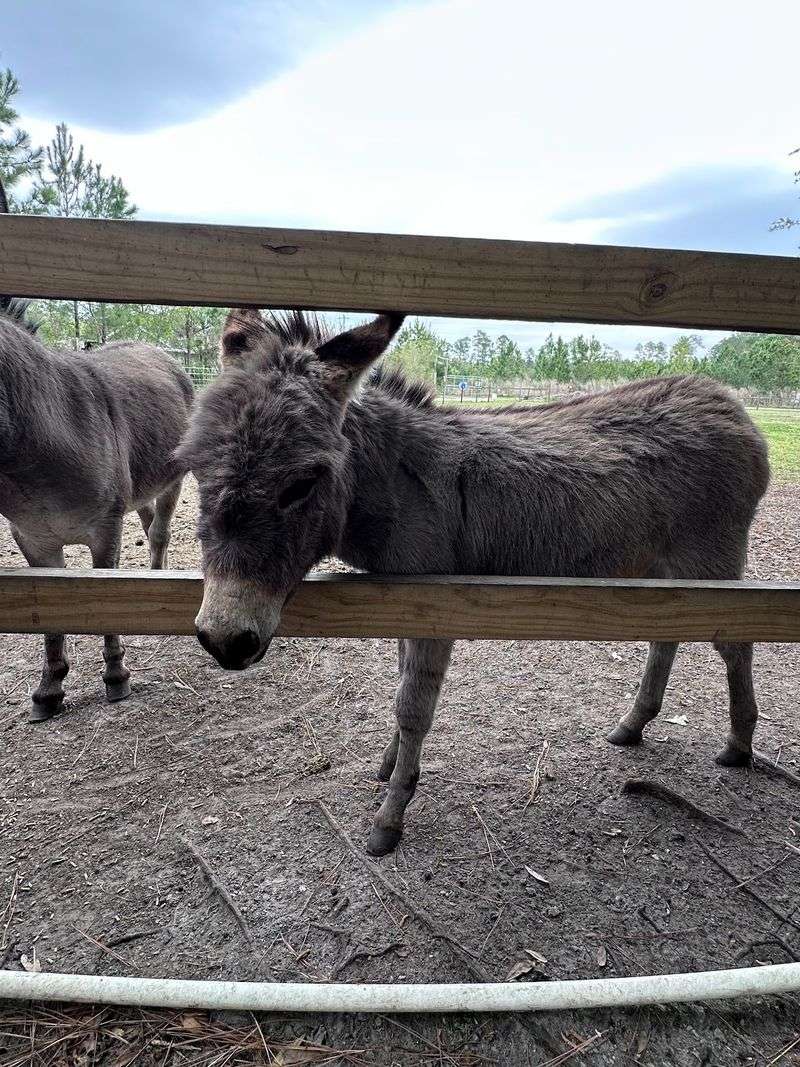 Meeting the Donkeys Up Close