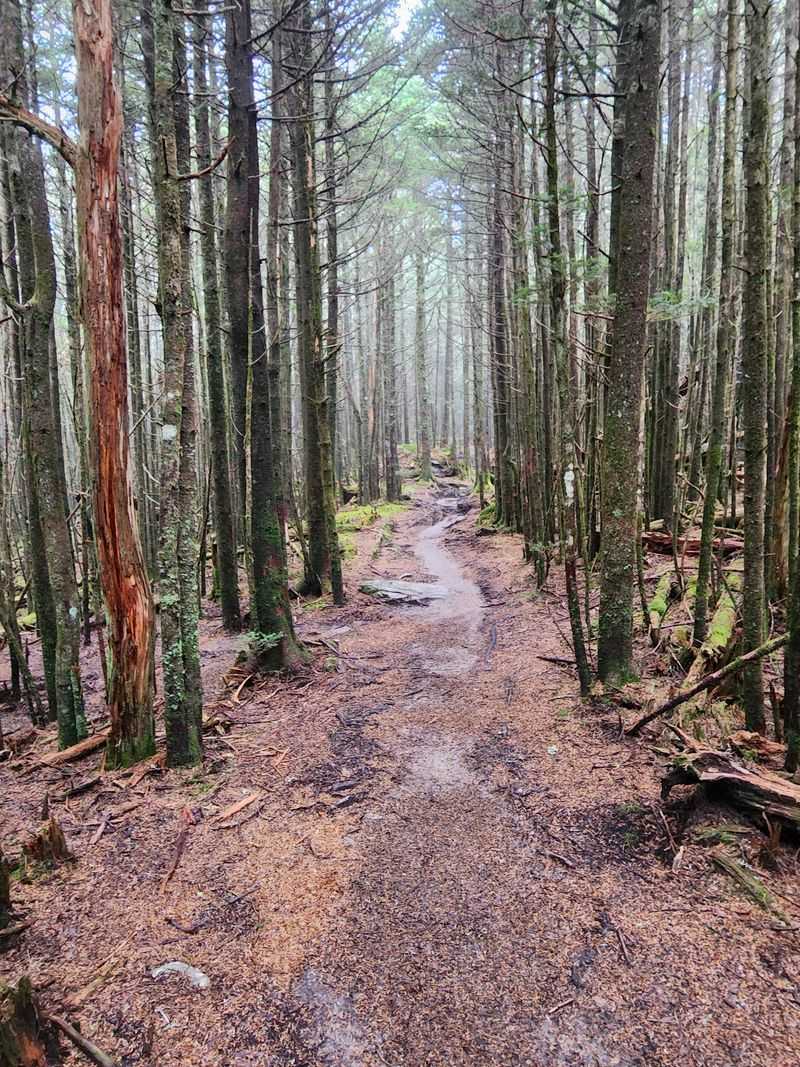 Mount Mitchell Trail, Burnsville