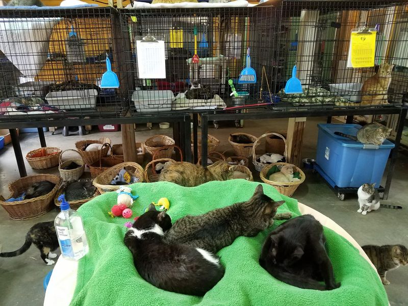 Adoption Happens At A Gentler Pace