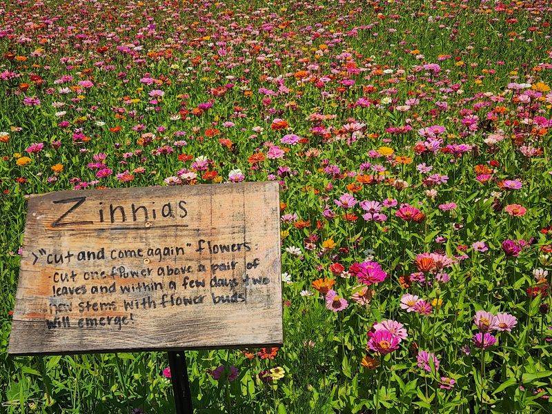 Plan A Treat After The Maze