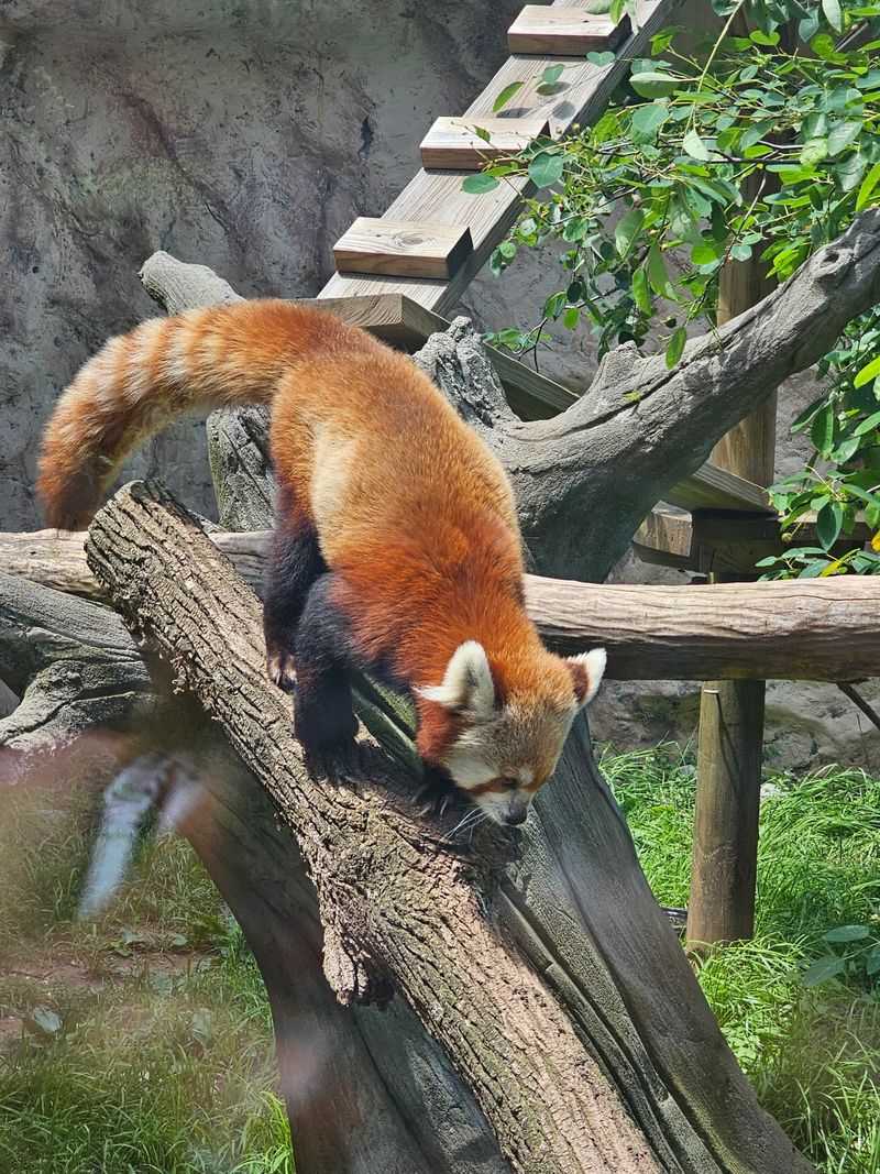 Red Pandas, Bison, Eagles, And Other Crowd-Pleasers