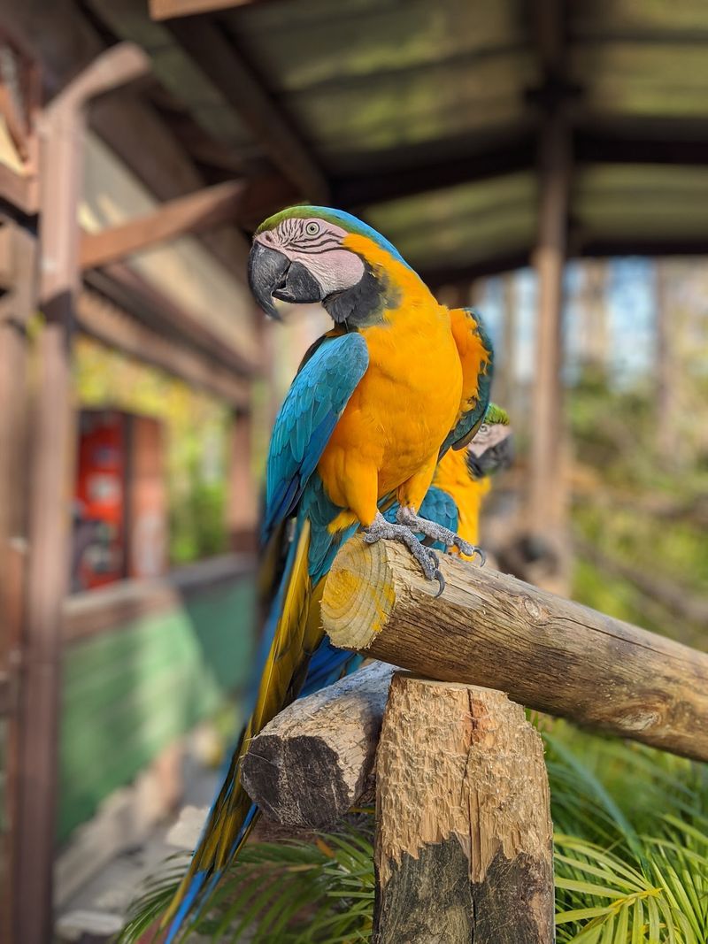 Gatorland - Orlando, Orange County