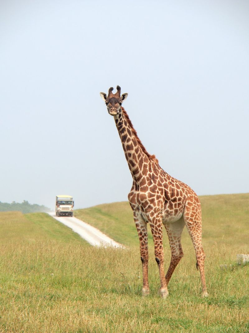 Why The Wilds Does Not Feel Like a Zoo