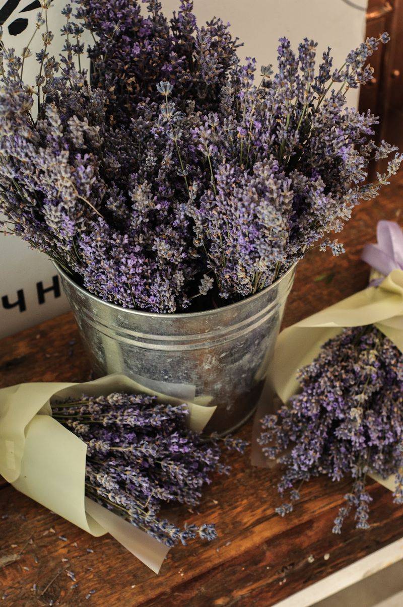 Sweetwater Lavender Farm - Altha