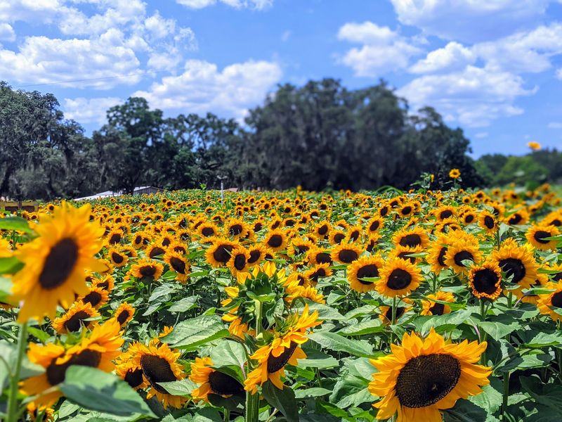 Sweetfields Farm - Brooksville