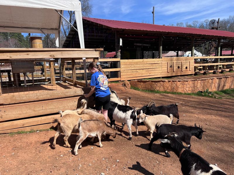 Meet the Baby Goats Up Close