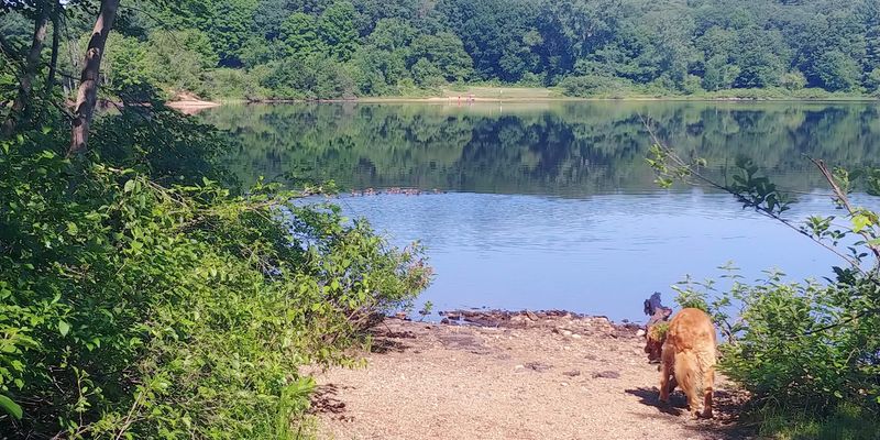 Bring Your Dog for Trail Adventures