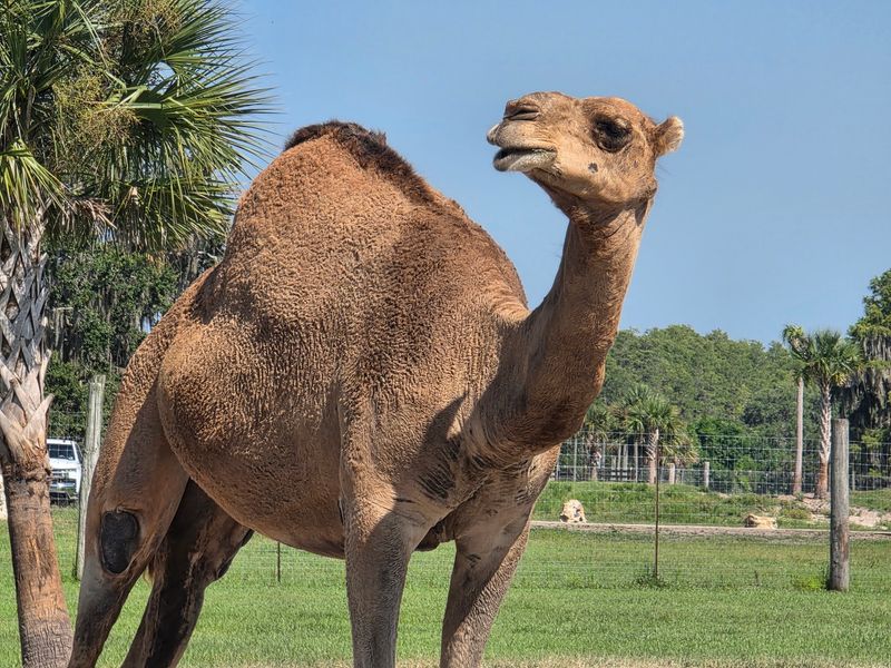 Wild Florida Adventure Park - Kenansville