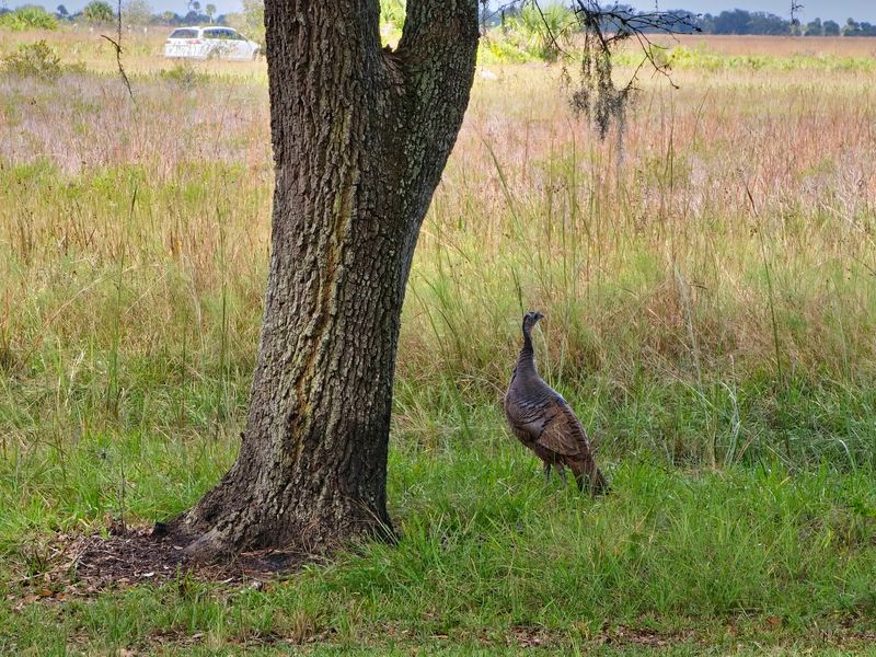Kissimmee Prairie Preserve State Park - Okeechobee
