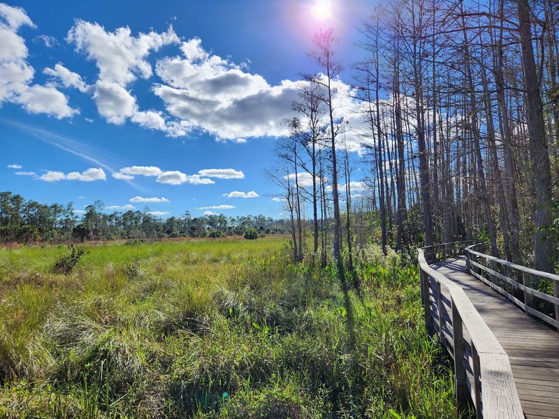 Corkscrew Swamp Sanctuary, Naples, Collier County