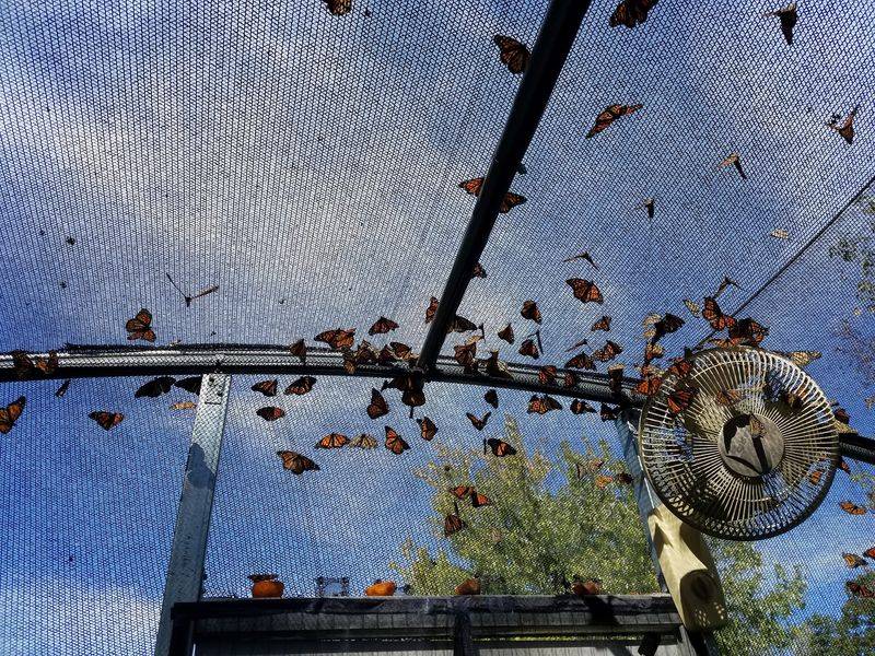 Meet Hundreds of Monarch Butterflies Up Close