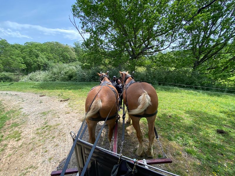 Ride Behind Biltmore's Belgian Draft Horses