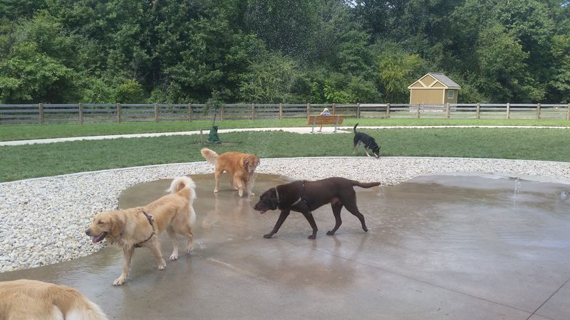 Where the Leash Finally Comes Off - Dog Trail, Rocky Fork Metro Park