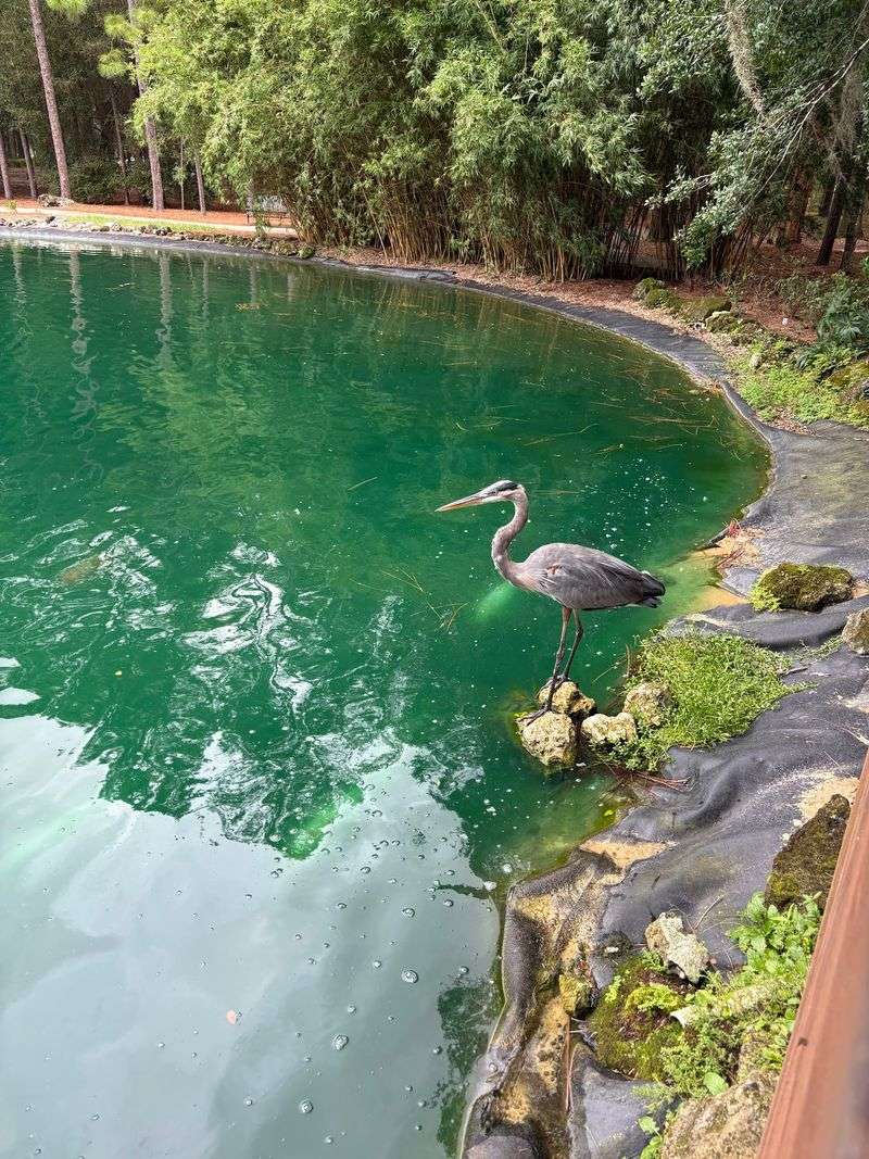 Slow Down Beside the Ponds and Wildlife
