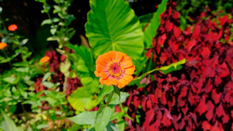A Garden for More Than One Season