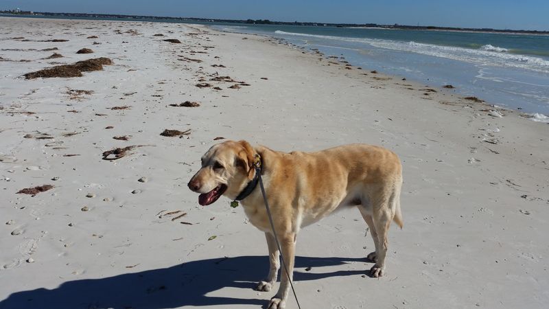 A Dog Beach That Makes Tails Wag