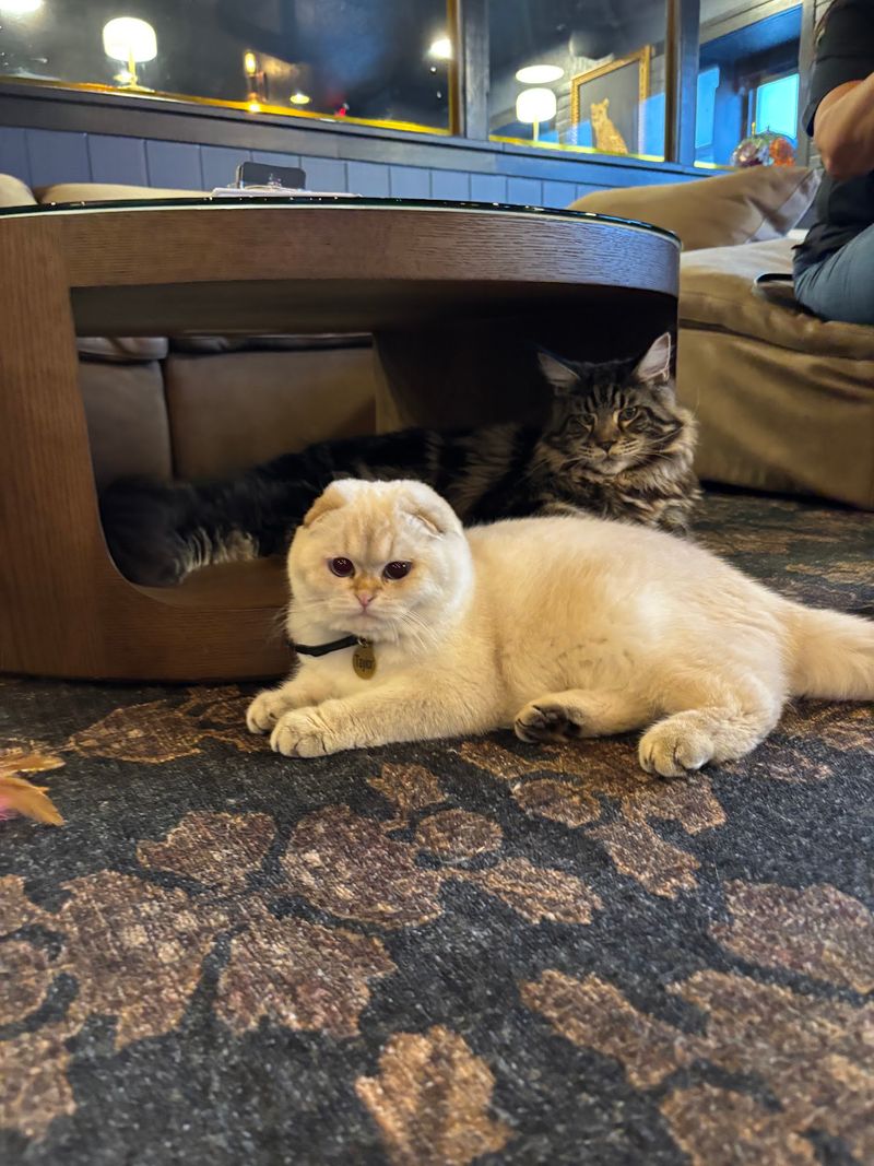 Visitor Info and Tips for Visiting Maine Coon Manor Cat Cafe