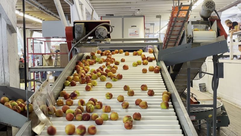 Dickey Farms Packing House (Musella)