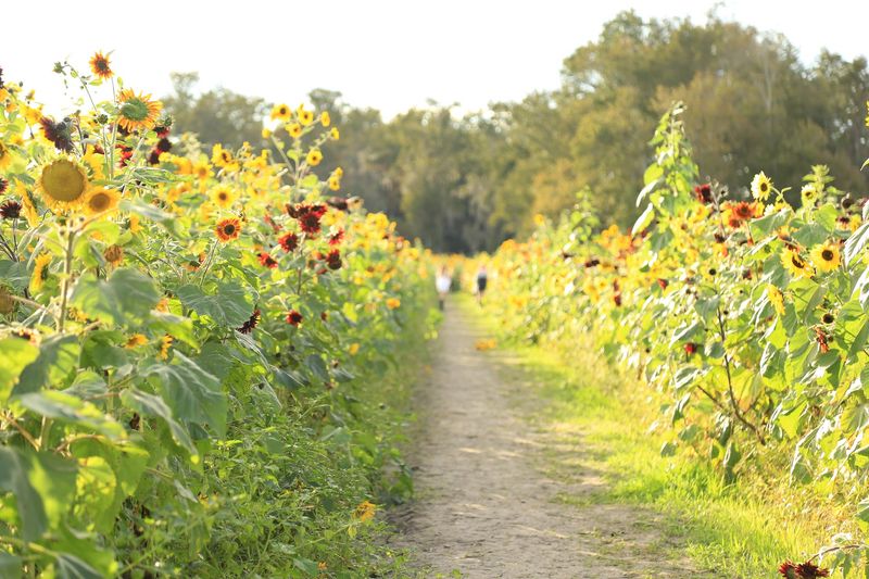 Parker Flower Farms - Elkton