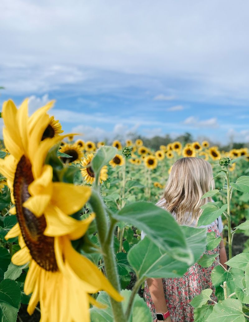 Amber Brooke Farms - Eustis