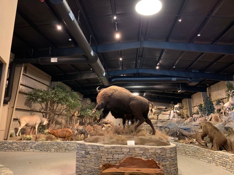 Explore the Wildlife Museum