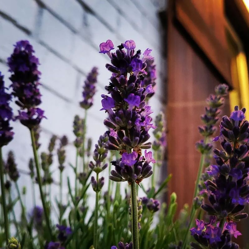Texas Lavender Farm, Aledo, Parker County